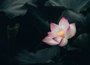 Quelle relation avez-vous avec le deuil dans votre vie personnelle et dans votre environnement ?
